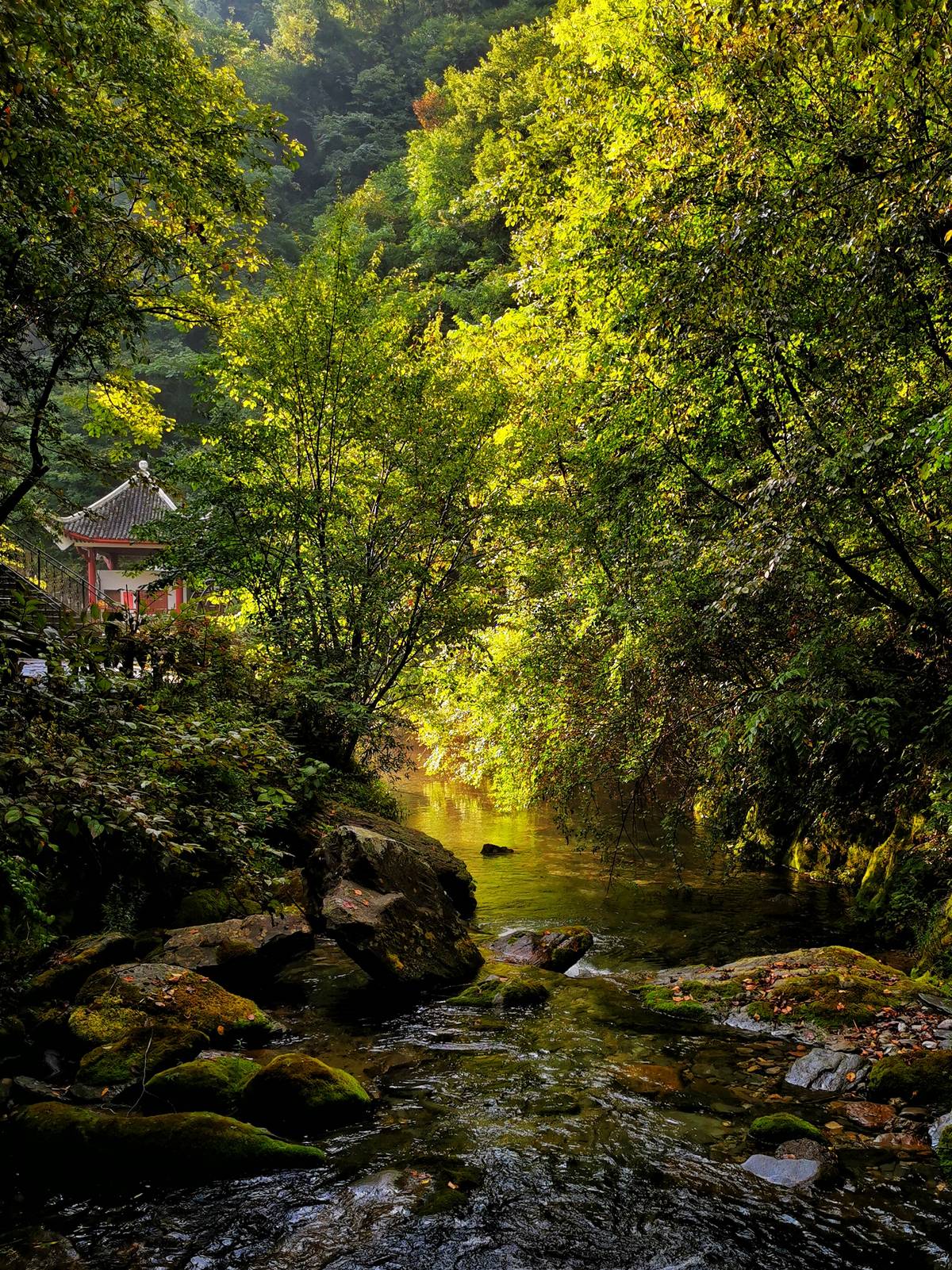 探秘生命秘境神農(nóng)架 | 手機(jī)里的中國世界遺產(chǎn)
